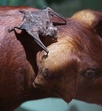 Gewone vampier voedt zich aan een varken Opgezet exemplaar, NHM, Wenen