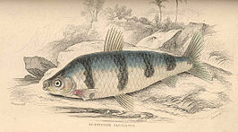 Schizodon fasciatus