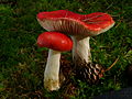 !!!Russula emetica!!!