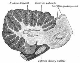 Doorsnede van het cerebellum met de nucleus dentatus in het midden.