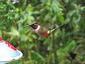 Magenta-throated Woodstar