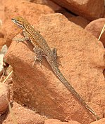 Sagebrush lizard (Sceloporus graciosus)