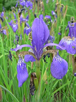 Iris sanguinea