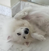 A 10 Year Old Japanese Spitz Lying Down