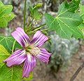 Lavatera assurgentiflora