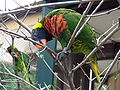 Some sort of Lorikeet