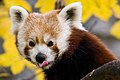 Red panda