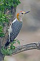 Golden-fronted Woodpecker