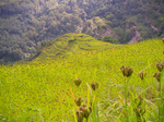 Millet fields in the Annapurna-region of Nepal.