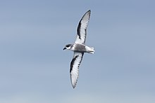grey-bodied seabird with black-marked white wings