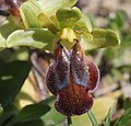 Ophrys fusca