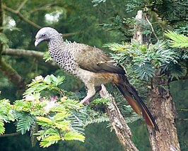 Colombiaanse chachalaca