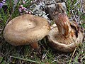 Paxillus involutus