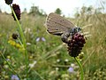 Dunkler Wiesenknopf-Ameisenbläuling bei der Eiablage am großen Wiesenknopf