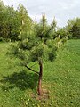 Pech-Kiefer (Pinus rigida)