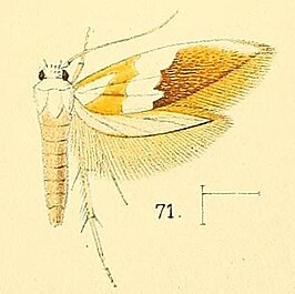 Oxymachaeris niveocervina