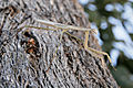 Praying mantis on eucalyptus tree