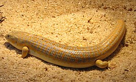 Schneiders skink