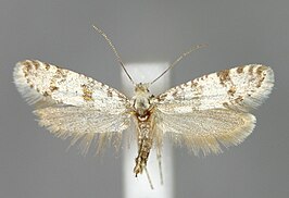 Scythropia