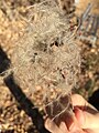 Seeds of tree in Austria