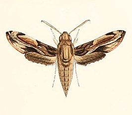 Theretra orpheus