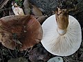 !Tricholoma stans!