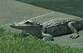 Alligator at Fort Pulaski (2005-04-20)