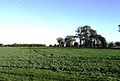 Narrow-leaved elms near Tillingham, Dengie peninsula, Essex (2010)[28][29]