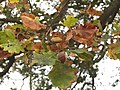 Boscobel - Acorns of the oak planted in 1897 to commemorate the Diamond Jubilee of Queen Victoria. Like the Tercentenary oak, this is reliably attested a daughter of the Royal Oak. But is it pedunculate or sessile?