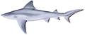 Bull shark (Carcharhinus leucas)