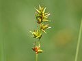 Carex spicata: inflorescense, Photo by Kristian Peters