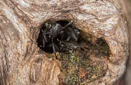 Cephalotes atratus