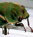 Cicada