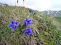 Echter Alpenenzian