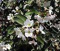 Cordia boisseri