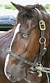 Picture Pure Puerto Rican Paso Fino Mare with yellow eyes taken at Dulce Sueño fair in Guayama, Puerto Rico