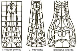 D'Arcy Thompson pioneered the study of growth and form in his 1917 book.