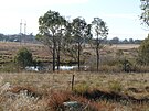 Severn River, a (képen nem látható) Persoonia terminalis élőhelye