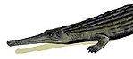 Dyrosaurus phosphaticus, ein wie ein Krokodil aussehender Saurier aus dem frühen Eozän Nordafrikas, Bleistiftzeichnung, digitale Farbgebung