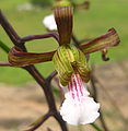 Eulophia petersii