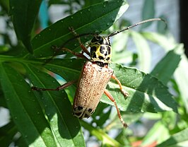 Glenea spilota