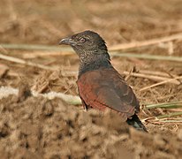 Immature at Hodal, Faridabad, Haryana, India