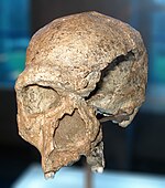 The skull shows characteristics of both H. heidelbergensis and Neanderthals.