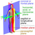 Anatomical plane