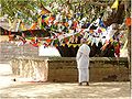 Bodhibaum in der Nähe des Sri Mahabodhi in Anuradhapura, Sri Lanka