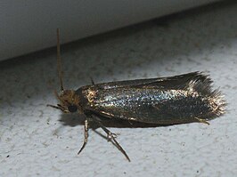 Monopis pallidella