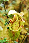 Nepenthes ovata; middenbeker