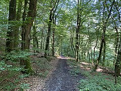 Buchenwald am Mittellauf des Alemigsiefens