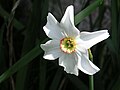 Floare de narcissus poeticus