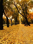 Carol Park's central alley in late autumn